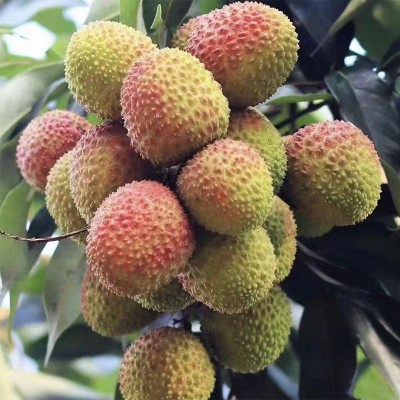 现货妃子笑荔枝新鲜白糖罂现摘现发顺丰冷链空运应当季整箱代发图3