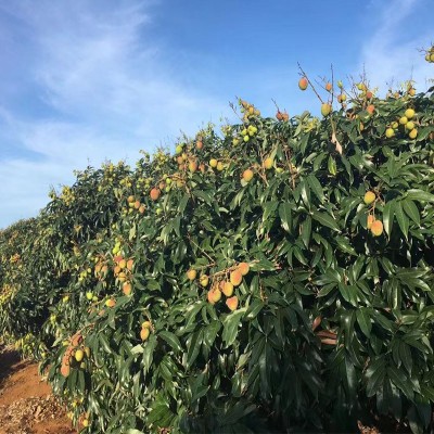 现货妃子笑荔枝新鲜白糖罂现摘现发顺丰冷链空运应当季整箱代发图4