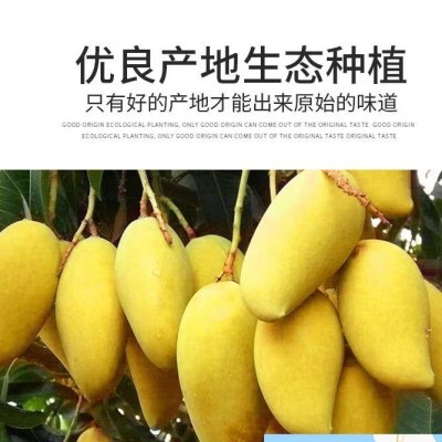海南金煌芒芒果特一级大果新鲜水果现摘青甜心黄皮水仙芒整箱芒果图4