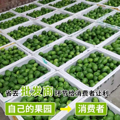 柠檬新鲜现摘无籽奶茶店香水柠檬专一级当季精选酸香多汁新 鲜水果图3