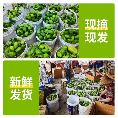 香水柠檬当季奶茶店专用广东香水柠檬专一级整箱皮薄独立包装柠檬图3