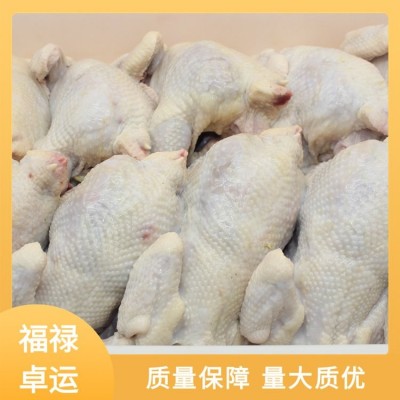 福禄卓运 源头厂家 白条鸡批发 货源充足 实力厂家图2