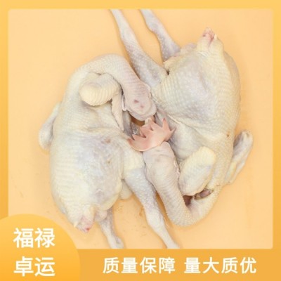 福禄卓运 源头厂家 白条鸡批发 货源充足 实力厂家图5
