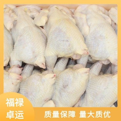 福禄卓运 源头厂家 白条鸡批发 货源充足 实力厂家图4