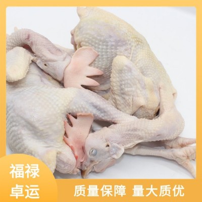 福禄卓运 产地发货 整箱白条鸡 冻品老母鸡 品质把关图5