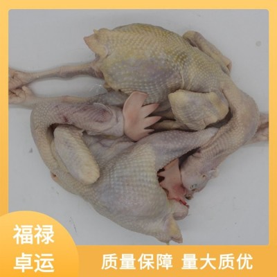 福禄卓运 产地发货 整箱白条鸡 冻品老母鸡 品质把关图4