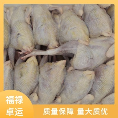 福禄卓运 产地发货 整箱白条鸡 冻品老母鸡 品质把关