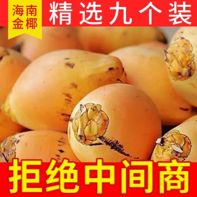 海南万宁黄金椰子现摘现发新鲜水果4/6/9个装整箱一件代发批发图3