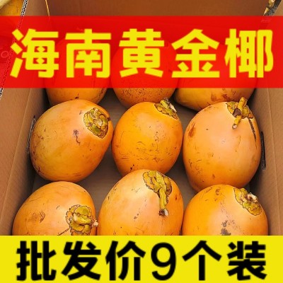 海南万宁黄金椰子现摘现发新鲜水果4/6/9个装整箱一件代发批发图1