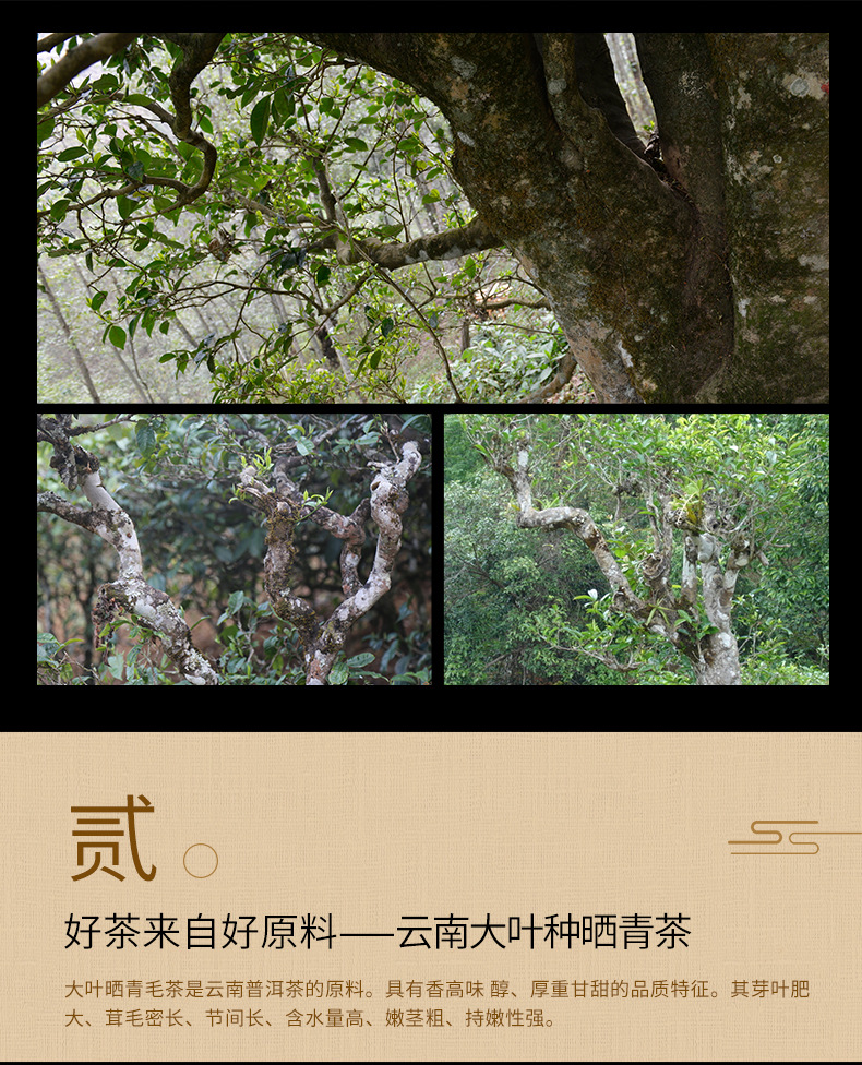 陈年普洱_03