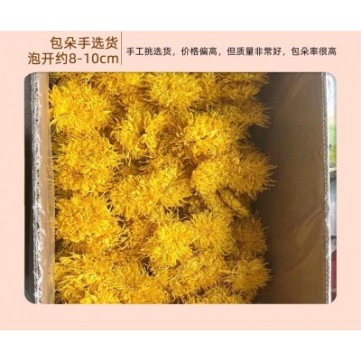 徽锄头菊花茶金丝皇菊大朵一朵一杯黄菊花黄山原产地厂家散货批发图2