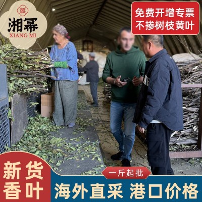 香叶批发全干叶片完整绿色新货香叶调味料卤肉增香香料批发代发