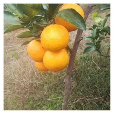沃柑树苗现挖现发 柑橘果苗果树苗种植培育基地 陆拾图5