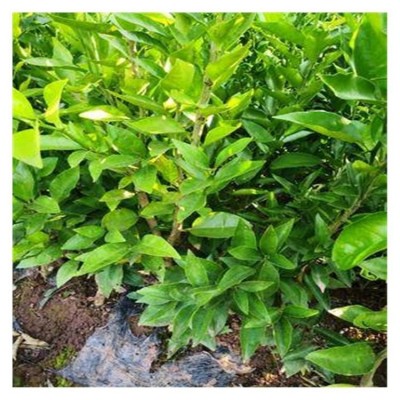 沃柑树苗现挖现发 柑橘果苗果树苗种植培育基地 陆拾图3