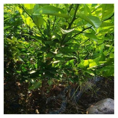 沃柑树苗现挖现发 柑橘果苗果树苗种植培育基地 陆拾图2