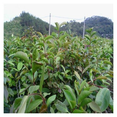 红花大果油茶基地 专业种植油茶树苗技术教学 陆拾图2