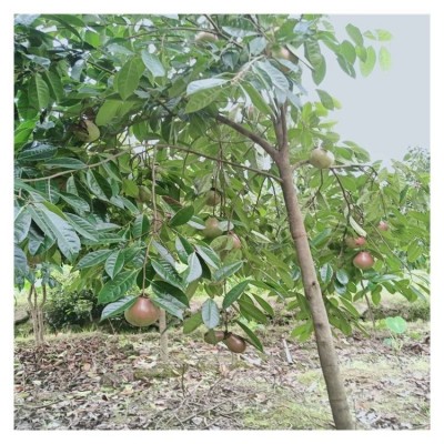 红花大果油茶基地 专业种植油茶树苗技术教学 陆拾图4