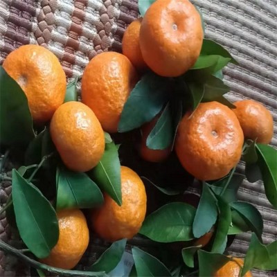 当季水果沙糖橘 果园新鲜沙糖桔 现摘现发货 全国发货 可招代理