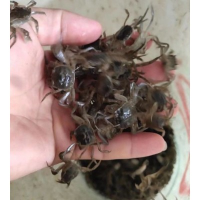 豆蟹苗 鲜活水产 一站式服务 提供养殖技术 品质卓越图3