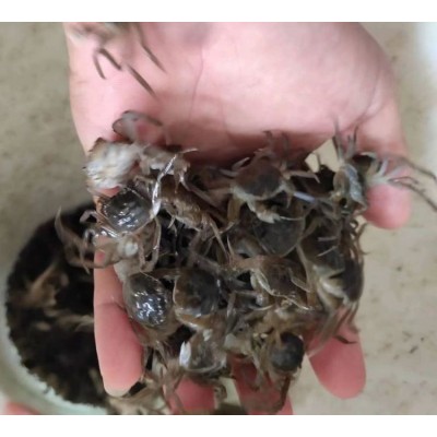 新之耀 正宗大闸蟹苗 优质螃蟹苗 蟹苗鲜活养殖 存活率高 淡水养殖图4