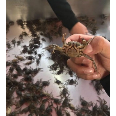 新之耀 正宗大闸蟹苗 优质螃蟹苗 蟹苗鲜活养殖 存活率高 淡水养殖图2