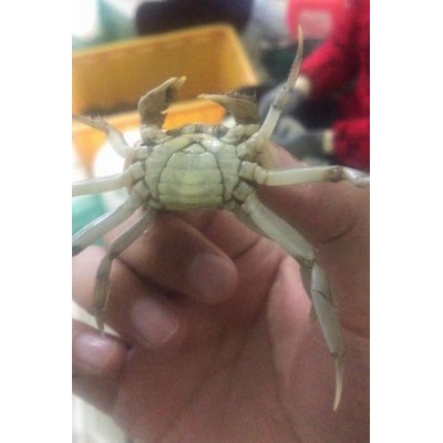 新之耀 正宗大闸蟹苗 优质螃蟹苗 蟹苗鲜活养殖 存活率高 淡水养殖图3
