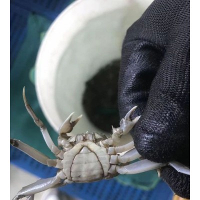 新之耀 正宗大闸蟹苗 优质螃蟹苗 蟹苗鲜活养殖 存活率高 淡水养殖图5
