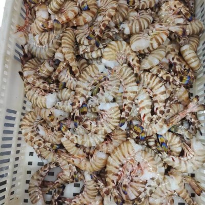 去头斑节虾 虾身虾肉 九节虾基围虾海捕大虾 冰鲜竹节虾厂家直销
