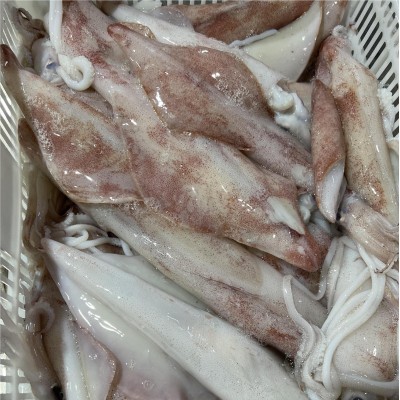 东山本港批发干冰大鱿鱼，25/30公分，单条0.6~0.8斤、供酒店、餐图4