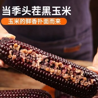 黑糯玉米真空即食零食早餐速食粗粮代餐软糯整箱图3