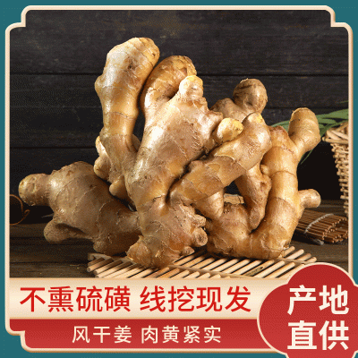 农家自种保鲜姜月子姜批发风干姜厂家货源生姜老姜母新鲜大姜批发图3