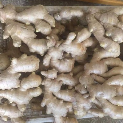山东小黄姜老姜母新鲜生姜 香辣调味新鲜蔬菜嫩姜风干姜批发图5