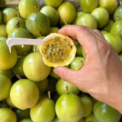 钦蜜9号黄金百香果新鲜产地直发百香果5斤新鲜水果奶茶店专用图4