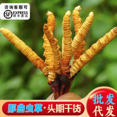 冬虫夏草西藏那曲虫草干货批发高海拔比如冬虫草玉树冬虫夏草代发图5