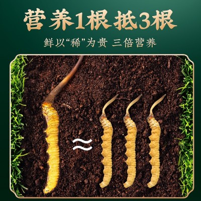 冬虫夏草西藏那曲虫草干货批发高海拔比如冬虫草玉树冬虫夏草代发图2