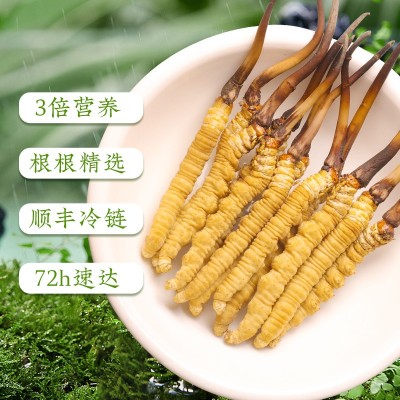 冬虫夏草西藏那曲虫草干货批发高海拔比如冬虫草玉树冬虫夏草代发图3