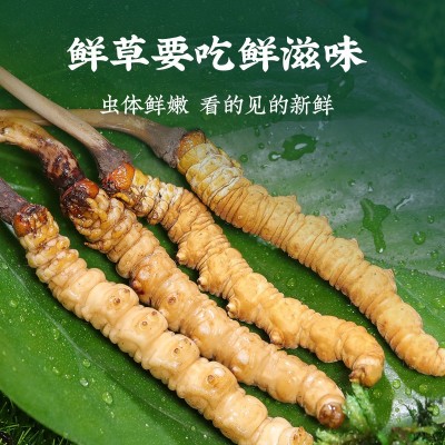 冬虫夏草西藏那曲虫草干货批发高海拔比如冬虫草玉树冬虫夏草代发图4