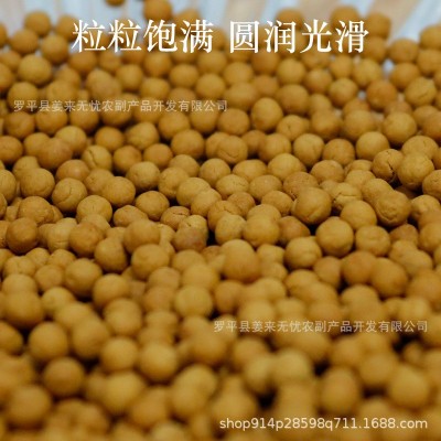 厂家供应批发云南罗平小黄姜姜丸养生纯熟浓姜丸放心可食用颗粒图2