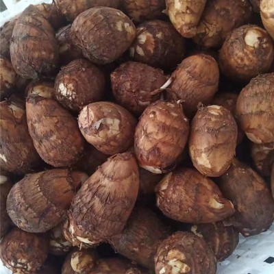 山东奶油小芋头新鲜牛奶小芋头香芋头现挖 芋头图4