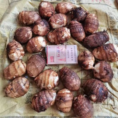 山东奶油小芋头新鲜牛奶小芋头香芋头现挖 芋头图3