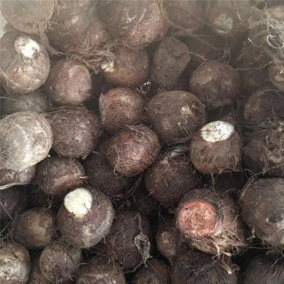 山东奶油小芋头新鲜牛奶小芋头香芋头现挖 芋头图2