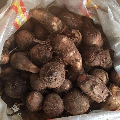 山东奶油小芋头新鲜牛奶小芋头香芋头现挖 芋头图3