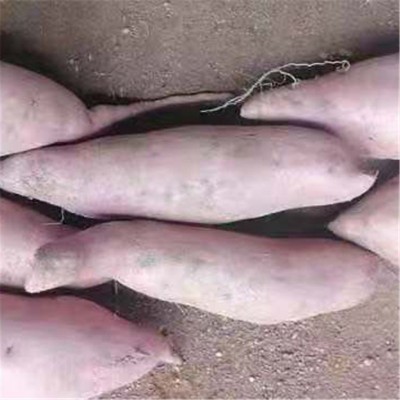 地瓜沙地红薯现挖新鲜板栗番薯精品果直发正宗红薯新鲜地瓜图3