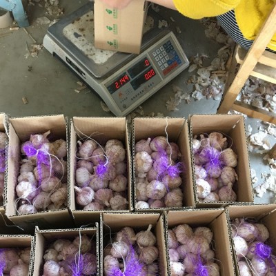 供应保鲜出口大蒜 4.5-6.0cm金乡大蒜 普白大蒜 起订2kg图3