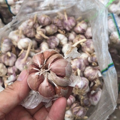 供应保鲜出口大蒜 4.5-6.0cm金乡大蒜 普白大蒜 起订2kg