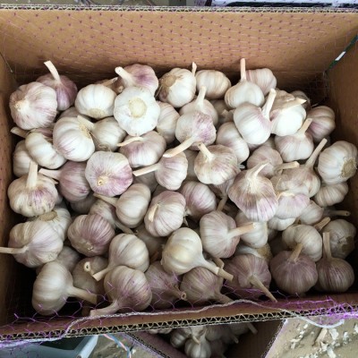 供应金乡大蒜 大蒜出口残次品2kg 28元 ，不影响使用，美观度欠，图4