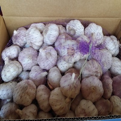 供应金乡大蒜 大蒜出口残次品2kg 28元 ，不影响使用，美观度欠，