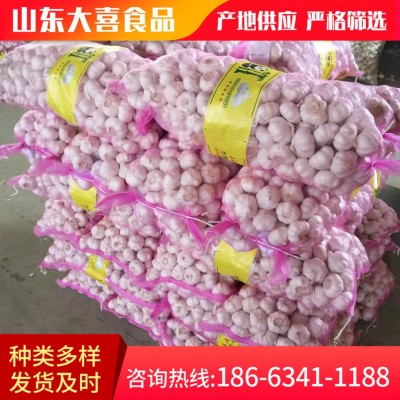 现挖鲜蒜头紫皮中大果大蒜 天然农家自种白皮大蒜 批发特产garlic图1