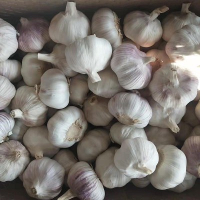 现挖鲜蒜头紫皮中大果大蒜 天然农家自种白皮大蒜 批发特产garlic图3