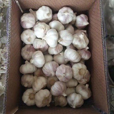 现挖鲜蒜头紫皮中大果大蒜 天然农家自种白皮大蒜 批发特产garlic图4